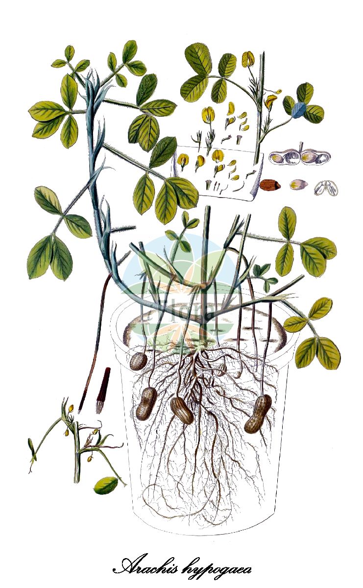 Historische Abbildung von Arachis hypogaea (Gewöhnliche Erdnuss). Das Bild zeigt Blatt, Bluete, Frucht und Same. ---- Historical Drawing of Arachis hypogaea (Gewöhnliche Erdnuss). The image is showing leaf, flower, fruit and seed.(Arachis hypogaea,Gewöhnliche Erdnuss,Arachis nambyquarae,Erdbohne,Erdeichel,Erdmandel,Erdnuss,Erdpistazie,Erdschote,Schminkbohne,Schokoladen-Wurzel,Untergrundbohne,Arachis,Erdnuss,Fabaceae,Schmetterlingsblütengewächse,Pea family,Blatt,Bluete,Frucht,Same,leaf,flower,fruit,seed,Trew et al. (1750-1773))