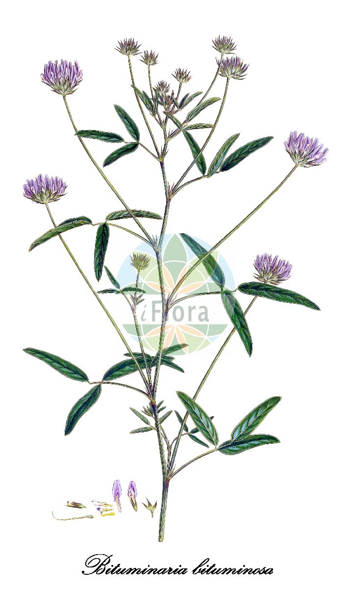 Historische Abbildung von Bituminaria bituminosa (Asphaltklee). Das Bild zeigt Blatt, Bluete, Frucht und Same. ---- Historical Drawing of Bituminaria bituminosa (Asphaltklee). The image is showing leaf, flower, fruit and seed.(Bituminaria bituminosa,Asphaltklee,Aspalthium bituminosum,Asphalthium bituminosum,Psoralea bituminosa,Psoralea palaestina,Bituminaria,Asphaltklee,Fabaceae,Schmetterlingsblütengewächse,Pea family,Blatt,Bluete,Frucht,Same,leaf,flower,fruit,seed,Sibthorp & Smith (1806-1840))