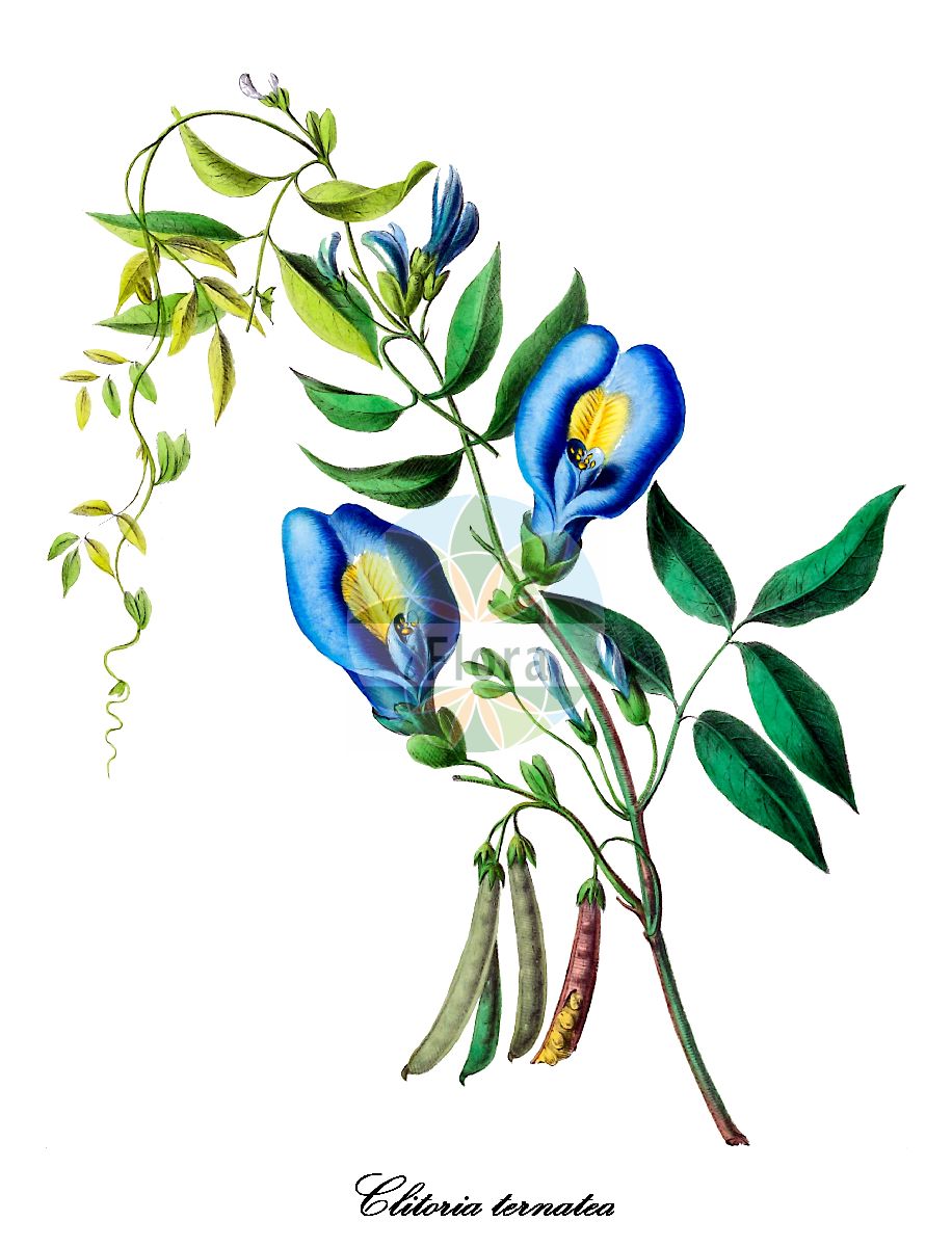 Historische Abbildung von Clitoria ternatea (Clitorie). Das Bild zeigt Blatt, Bluete, Frucht und Same. ---- Historical Drawing of Clitoria ternatea (Clitorie). The image is showing leaf, flower, fruit and seed.(Clitoria ternatea,Clitorie,Clitoria albiflora,Clitoria bracteata,Clitoria coelestris,Clitoria parviflora,Clitoria philippensis,Clitoria pilosula,Clitoria ternatensium,Lathyrus spectabilis,Ternatea ternatea,Ternatea vulgaris,Clitoria,Clitorie,Fabaceae,Schmetterlingsblütengewächse,Pea family,Blatt,Bluete,Frucht,Same,leaf,flower,fruit,seed,Denisse (1843-1846))