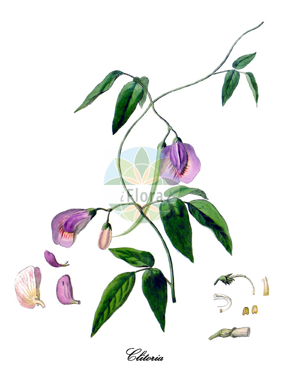 Historische Abbildung von Clitoria (Clitorie). Das Bild zeigt Blatt, Bluete, Frucht und Same. ---- Historical Drawing of Clitoria (Clitorie). The image is showing leaf, flower, fruit and seed.(Clitoria,Clitorie,Clitoria,Clitorie,Fabaceae,Schmetterlingsblütengewächse,Pea family,Blatt,Bluete,Frucht,Same,leaf,flower,fruit,seed,Hooker (1805))