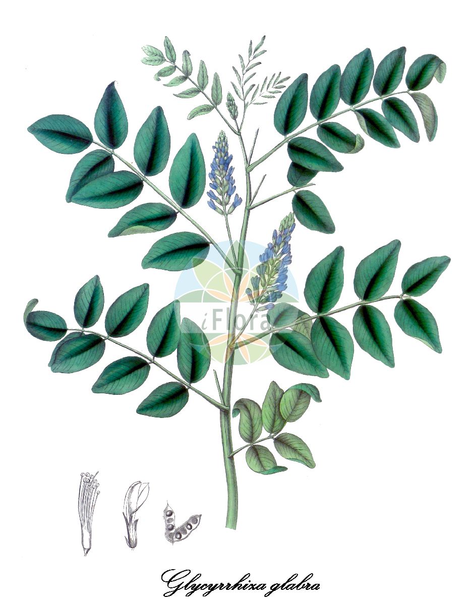 Historische Abbildung von Glycyrrhiza glabra (Süßholz). Das Bild zeigt Blatt, Bluete, Frucht und Same. ---- Historical Drawing of Glycyrrhiza glabra (Süßholz). The image is showing leaf, flower, fruit and seed.(Glycyrrhiza glabra,Süßholz,Glycyrrhiza hirsuta,Glycyrrhiza pallida,Glycyrrhiza violacea,Gemeines Suessholz,Spanisches Suessholz,Glycyrrhiza,Süßholz,Fabaceae,Schmetterlingsblütengewächse,Pea family,Blatt,Bluete,Frucht,Same,leaf,flower,fruit,seed,Carson et al. (1847))