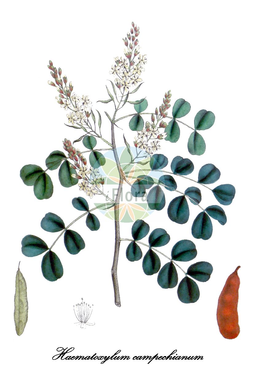Historische Abbildung von Haematoxylum campechianum (Blauholz). Das Bild zeigt Blatt, Bluete, Frucht und Same. ---- Historical Drawing of Haematoxylum campechianum (Blauholz). The image is showing leaf, flower, fruit and seed.(Haematoxylum campechianum,Blauholz,Cymbosepalum baroni,Cymbosepalum baronii,Haematoxylum,Blauholz,Fabaceae,Schmetterlingsblütengewächse,Pea family,Blatt,Bluete,Frucht,Same,leaf,flower,fruit,seed,Carson et al. (1847))