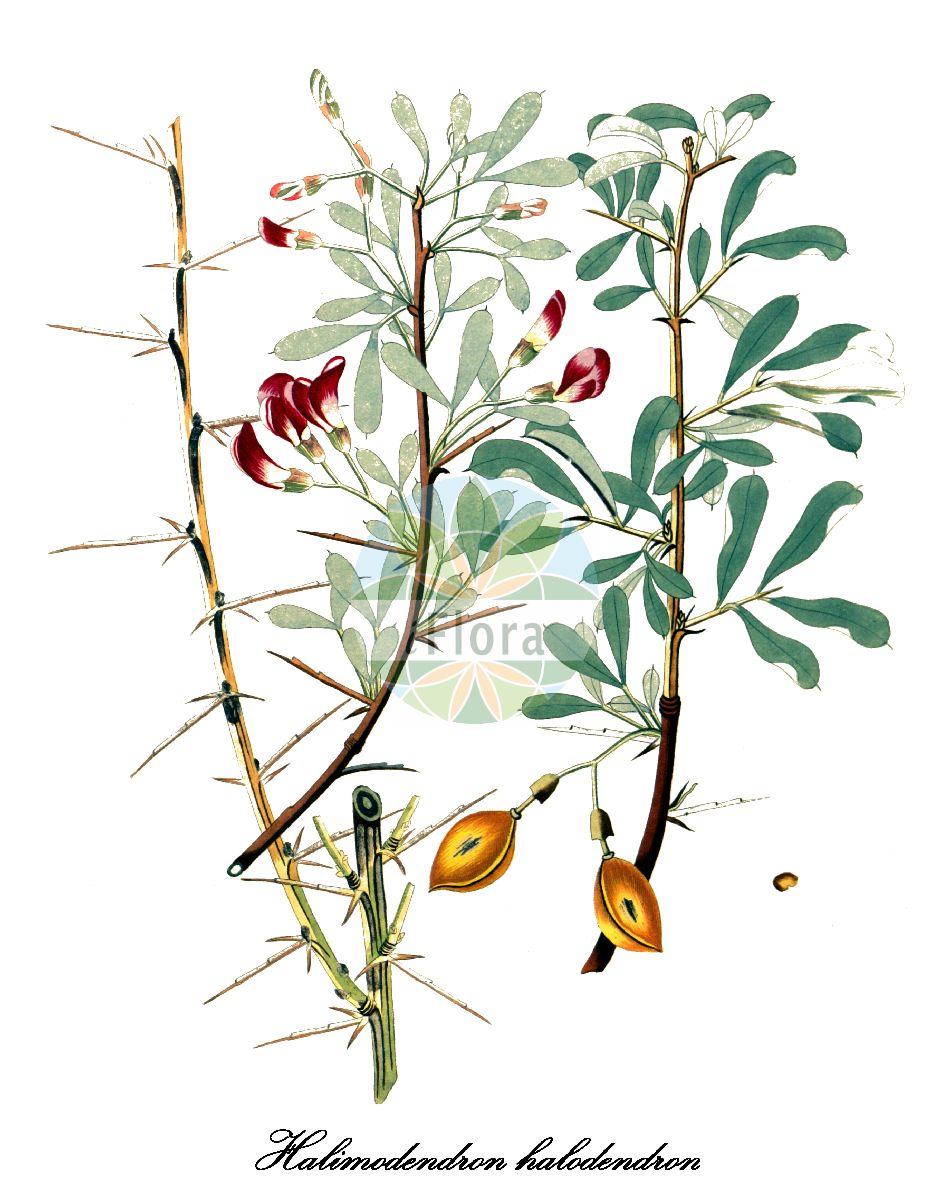 Historische Abbildung von Halimodendron halodendron (Salzstrauch). Das Bild zeigt Blatt, Bluete, Frucht und Same. ---- Historical Drawing of Halimodendron halodendron (Salzstrauch). The image is showing leaf, flower, fruit and seed.(Halimodendron halodendron,Salzstrauch,Caragana argentea,Halimodendron argenteum,Halimodendron cuspidatum,Halimodendron emarginatum,Halimodendron sp.1,Halimodendron speciosum,Halimodendron subvirescens,Halimodendron triflorum,Robinia halodendron,Halimodendron,Salzstrauch,Fabaceae,Schmetterlingsblütengewächse,Pea family,Blatt,Bluete,Frucht,Same,leaf,flower,fruit,seed,Krauss (1802ff))
