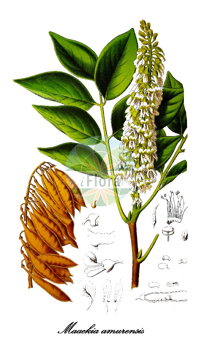 Historische Abbildung von Maackia amurensis (Amur-Gelbholz). Das Bild zeigt Blatt, Bluete, Frucht und Same. ---- Historical Drawing of Maackia amurensis (Amur-Gelbholz). The image is showing leaf, flower, fruit and seed.(Maackia amurensis,Amur-Gelbholz,Cladrastis amurensis,Cladrastis amurenzis,Maackia,Gelbholz,Fabaceae,Schmetterlingsblütengewächse,Pea family,Blatt,Bluete,Frucht,Same,leaf,flower,fruit,seed,La Belgique horticole (1870))