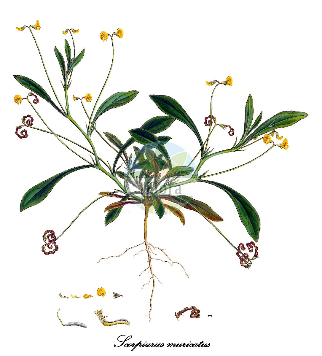 Historische Abbildung von Scorpiurus muricatus (Skorpionsschwanz). Das Bild zeigt Blatt, Bluete, Frucht und Same. ---- Historical Drawing of Scorpiurus muricatus (Skorpionsschwanz). The image is showing leaf, flower, fruit and seed.(Scorpiurus muricatus,Skorpionsschwanz,Scorpiurus echinatus,Scorpiurus laevigatus,Scorpiurus oliverii,Scorpiurus subvillosus,Scorpiurus sulcatus,Scorpiurus,Skorpionsschwanz,Fabaceae,Schmetterlingsblütengewächse,Pea family,Blatt,Bluete,Frucht,Same,leaf,flower,fruit,seed,Sibthorp & Smith (1806-1840))