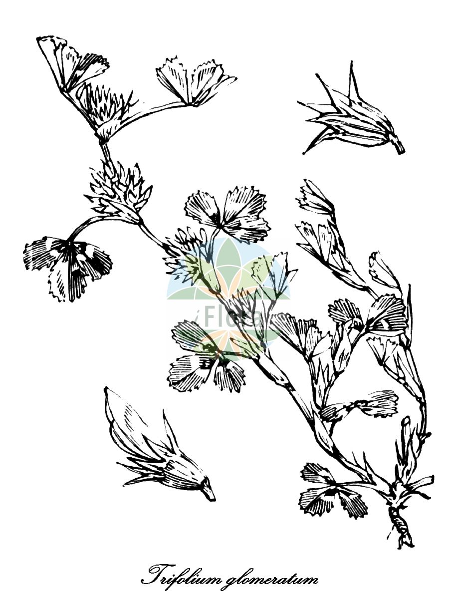 Historische Abbildung von Trifolium glomeratum (Knäuel-Klee - Clustered Clover). Das Bild zeigt Blatt, Bluete, Frucht und Same. ---- Historical Drawing of Trifolium glomeratum (Knäuel-Klee - Clustered Clover). The image is showing leaf, flower, fruit and seed.(Trifolium glomeratum,Knäuel-Klee,Clustered Clover,Amoria glomerata,Micrantheum glomeratum,Trifolium axillare,Trifolium duodecimnerve,Knaeuelfoermiger Klee,Trifolium,Klee,Clover,Fabaceae,Schmetterlingsblütengewächse,Pea family,Blatt,Bluete,Frucht,Same,leaf,flower,fruit,seed,Fitch et al. (1880))