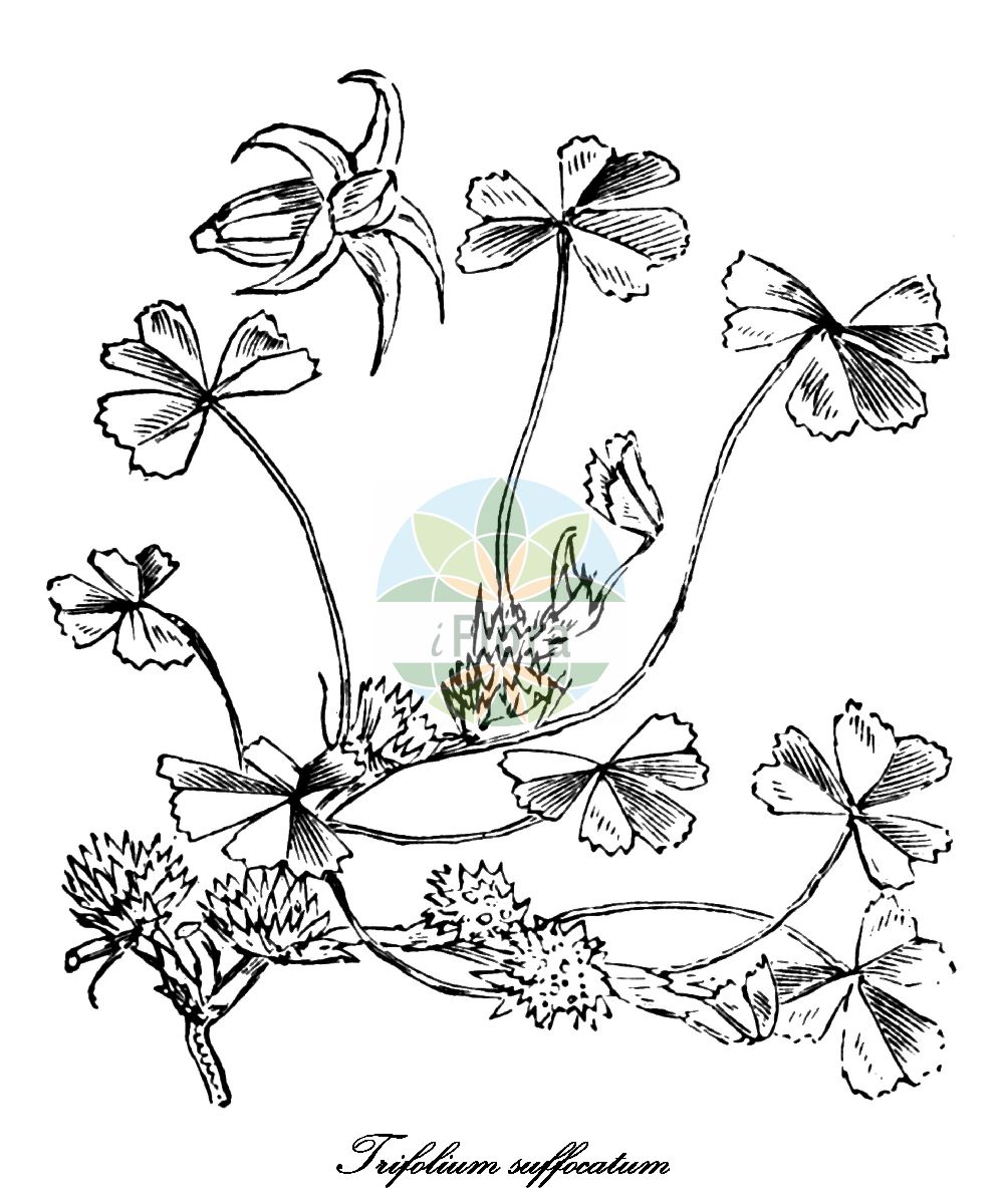 Historische Abbildung von Trifolium suffocatum (Schmächtiger Klee - Suffocated Clover). Das Bild zeigt Blatt, Bluete, Frucht und Same. ---- Historical Drawing of Trifolium suffocatum (Schmächtiger Klee - Suffocated Clover). The image is showing leaf, flower, fruit and seed.(Trifolium suffocatum,Schmächtiger Klee,Suffocated Clover,Amoria suffocata,Micrantheum suffocatum,Unterdrueckter Klee,Trifolium,Klee,Clover,Fabaceae,Schmetterlingsblütengewächse,Pea family,Blatt,Bluete,Frucht,Same,leaf,flower,fruit,seed,Fitch et al. (1880))