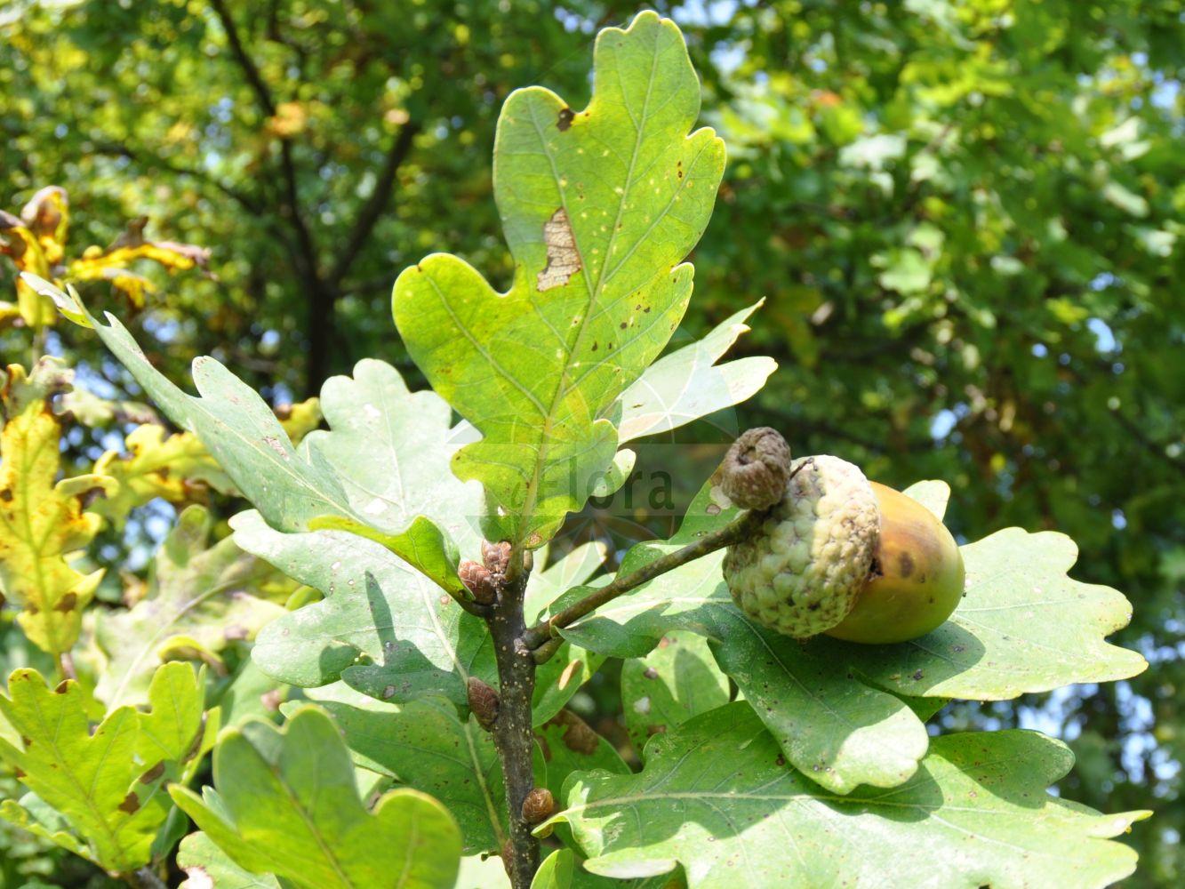 Foto von Quercus robur (Stiel-Eiche - Pedunculate Oak). Das Foto wurde in Eschborn, Hessen, Deutschland aufgenommen. ---- Photo of Quercus robur (Stiel-Eiche - Pedunculate Oak). The picture was taken in Eschborn, Hesse, Germany.(Quercus robur,Stiel-Eiche,Pedunculate Oak,Quercus robur,Quercus robur var. vulgaris,Stiel-Eiche,Sommer-Eiche,Pedunculate Oak,English Oak,Common Oak,Quercus,Eiche,Oak Tree,Fagaceae,Buchengewächse,Beech family)