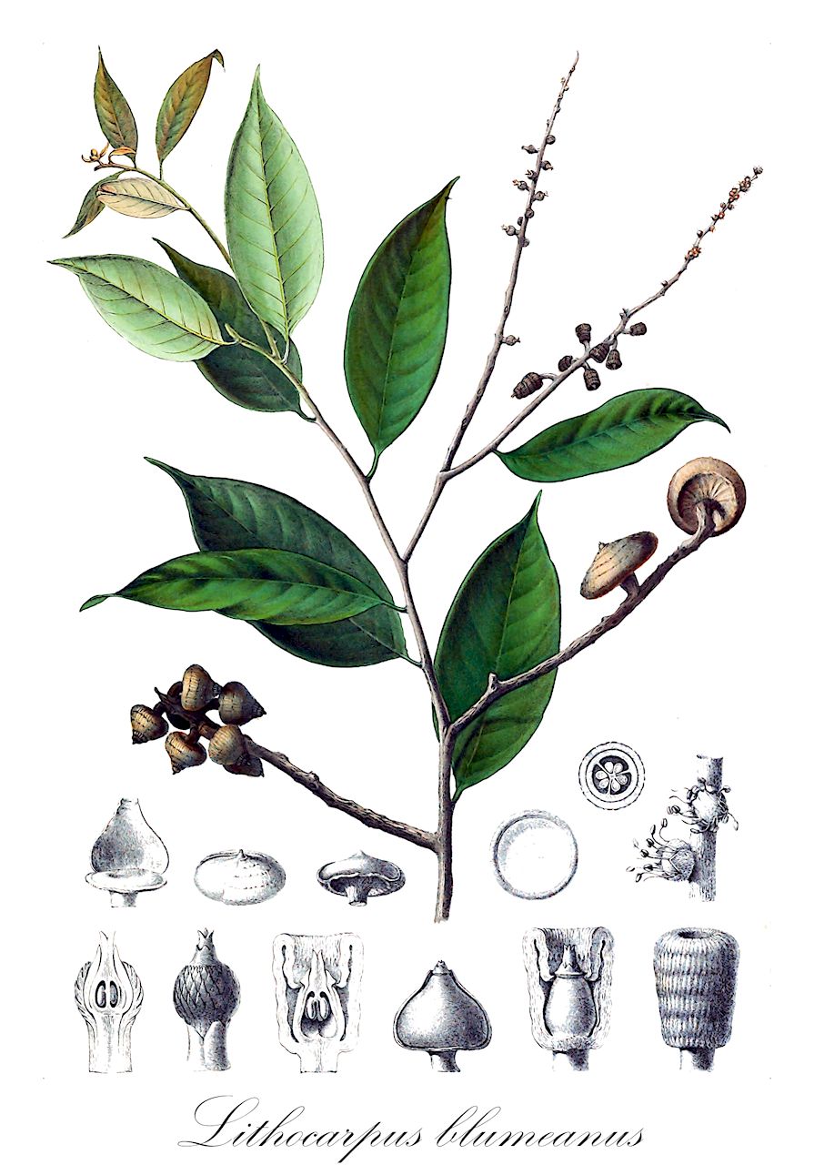 Lithocarpus blumeanus - Fagaceae,Plantae,Pteridobiotina,Angiosperms,Fagales,Fagaceae,Lithocarpus,Lithocarpus blumeanus,Castanopsis blumeana, Cyclobalanus blumeana, Pasania blumeana, Quercus blumeana, Synaedrys blumeana