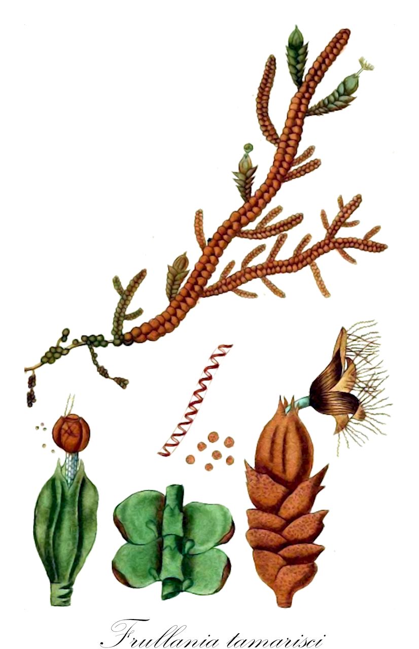 Frullania tamarisci - Frullaniaceae,Plantae,Bryobiotina,Marchantiophyta,Jungermanniopsida,Jungermanniidae,Frullaniales,Frullaniaceae,Frullania,Frullania tamarisci,Frullania dilatata var. blanda, Frullania elongatistipula, Frullania hispanica, Frullania major, Frullania maritima, Frullania minor, Frullania moniliata var. elongatistipula, Frullania nervosa, Frullania tamarisci f. concaviuscula, Frullania tamarisci f. gracilis, Frullania tamarisci f. robusta, Frullania tamarisci f. virescens, Frullania tamarisci subsp. tamarisci, Frullania tamarisci var. atrovirens, Frullania tamarisci var. blanda, Frullania tamarisci var. chlorella, Frullania tamarisci var. commutata, Frullania tamarisci var. cornubica, Frullania tamarisci var. elongatistipula, Frullania tamarisci var. ericetorum, Frullania tamarisci var. explanata, Frullania tamarisci var. heterophylla, Frullania tamarisci var. hispanica, Frullania tamarisci var. laxa, Frullania tamarisci var. mediterranea, Frullania tamarisci var. robusta, Frullania tamarisci var. sardoa, Frullania tamarisci var. schiffneri, Frullania tamarisci var. tamarisci, Frullania willkommii, Jubula tamarisci, Jungermannia dilatata, Jungermannia nigricans, Jungermannia rubiginosa, Jungermannia tamarisci, Jungermannia tamarisci var. concaviuscula, Jungermannia tamarisci var. mediterranea, Jungermannia tamarisci var. sardoa, Jungermannia tamarisci var. tamarisci, Jungermannia tamariscifolia, Lejeunea tamarisci, Salviatus tamarisci