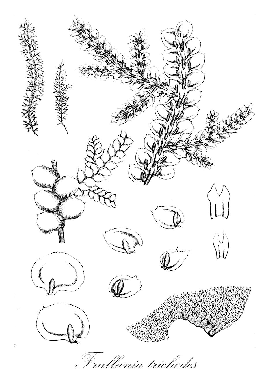 Frullania trichodes - Frullaniaceae,Plantae,Bryobiotina,Marchantiophyta,Jungermanniopsida,Jungermanniidae,Frullaniales,Frullaniaceae,Frullania,Frullania trichodes,Frullania grebeana, Frullania merrillana, Frullania picta, Frullania rubromaculata, Frullania tenuicaulis, Frullania vethii, Frullania vethii f. acutiloba