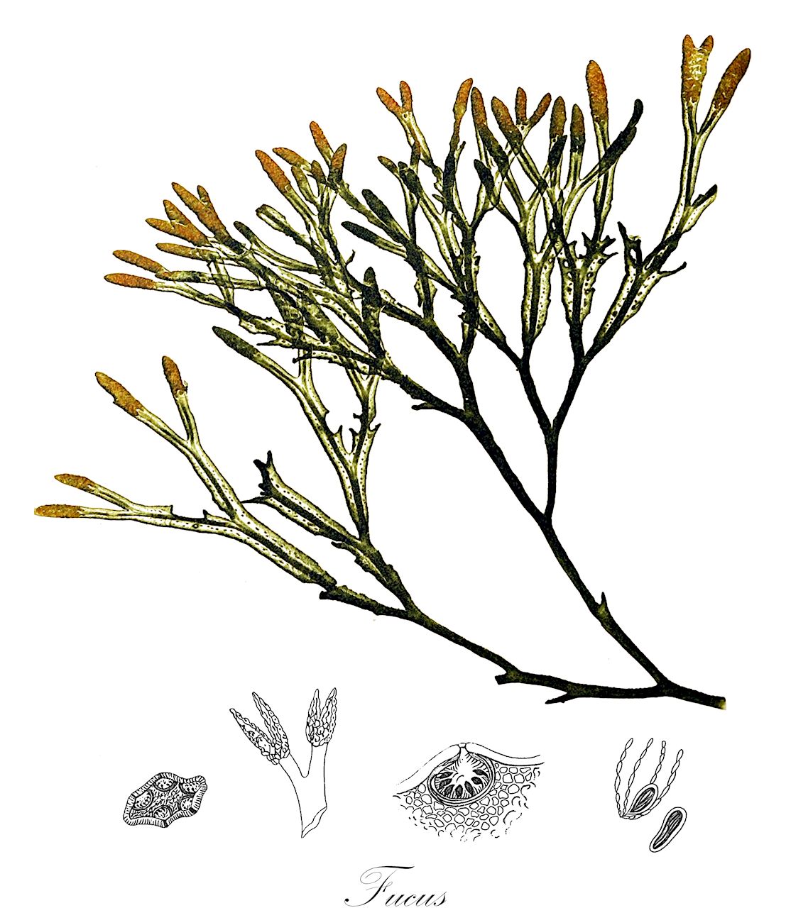 Fucus - Fucaceae,Biota,Chromista,Ochrophyta,Phaeophyceae,Fucales,Fucaceae,Fucus,Fucus, Halidrys