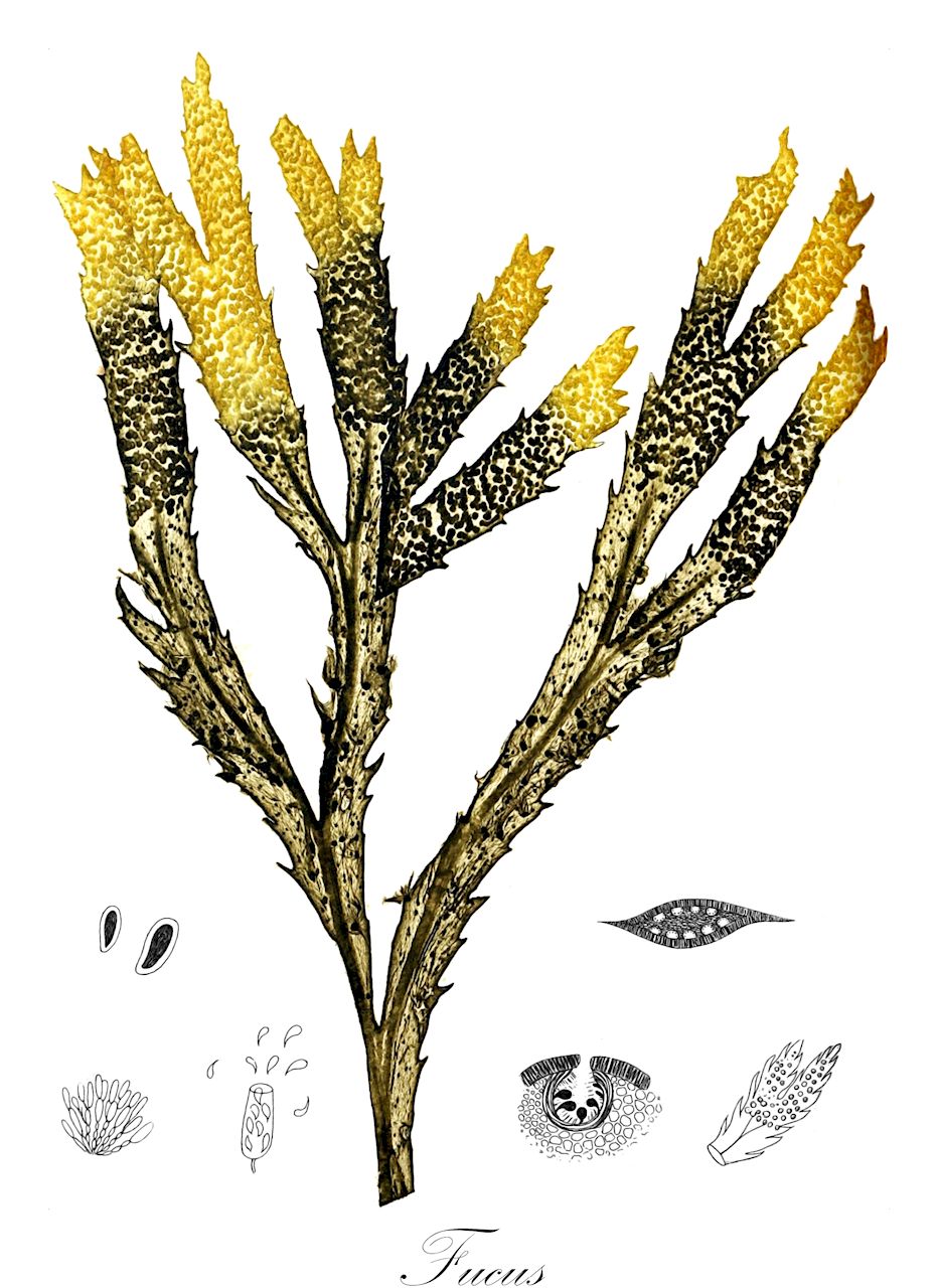 Fucus - Fucaceae,Biota,Chromista,Ochrophyta,Phaeophyceae,Fucales,Fucaceae,Fucus,Fucus, Halidrys