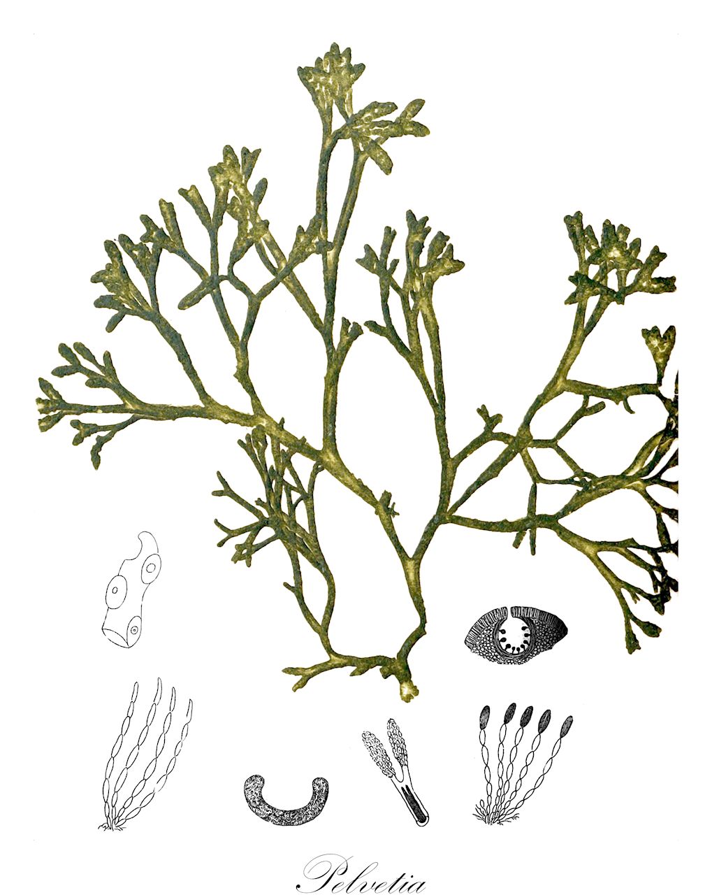 Pelvetia - Ochrophyta,Biota,Chromista,Ochrophyta,Phaeophyceae,Fucales,Fucaceae,Pelvetia