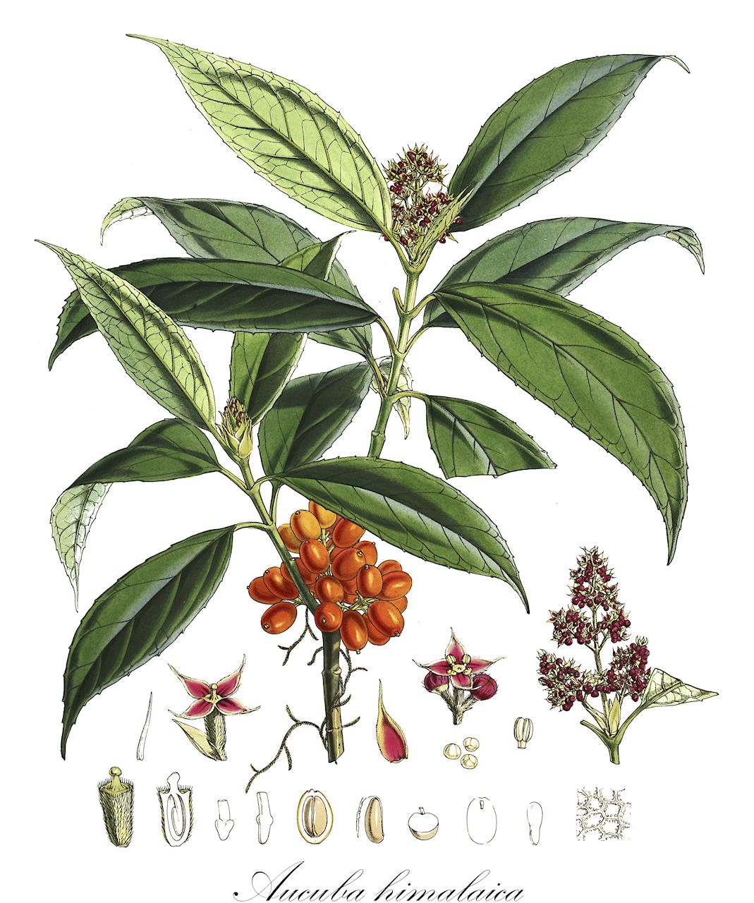 Aucuba himalaica - Garryaceae,Plantae,Pteridobiotina,Angiosperms,Garryales,Garryaceae,Aucuba,Aucuba himalaica,Aucuba japonica f. himalaica, Aucuba japonica var. himalaica, Aucuba japonica var. longifolia