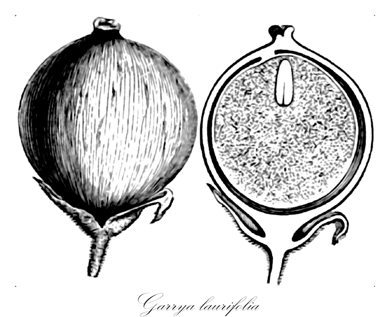 Garrya laurifolia - Garryaceae,Plantae,Pteridobiotina,Angiosperms,Garryales,Garryaceae,Garrya,Garrya laurifolia,Fadyenia laurifolia, Garrya laurifolia var. genuina