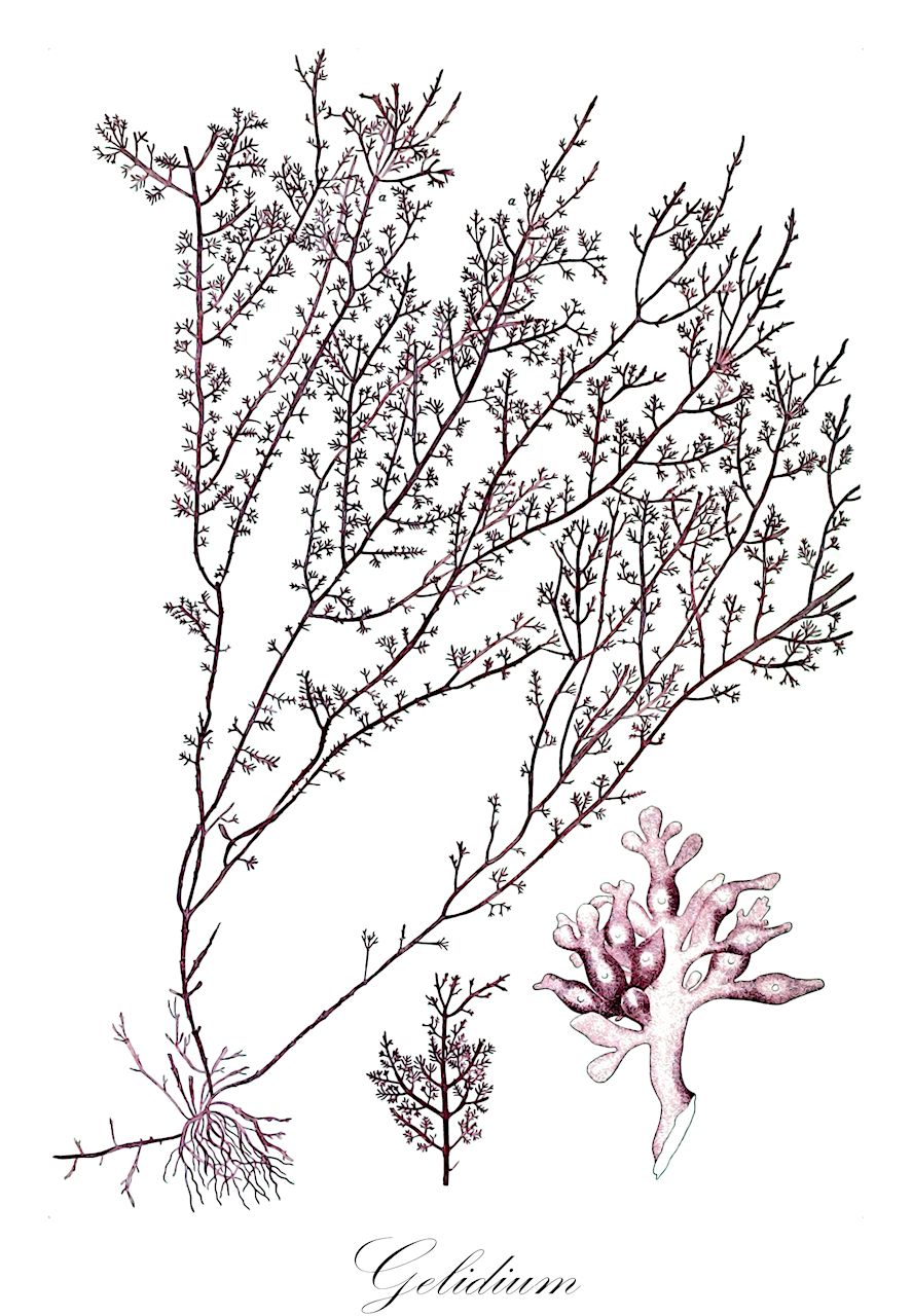 Gelidium - Gelidiaceae,Biota,Plantae,Rhodophyta,Eurhodophytina,Florideophyceae,Gelidiales,Gelidiaceae,Gelidium,Acropeltis, Chaetangium, Cornea, Suhria