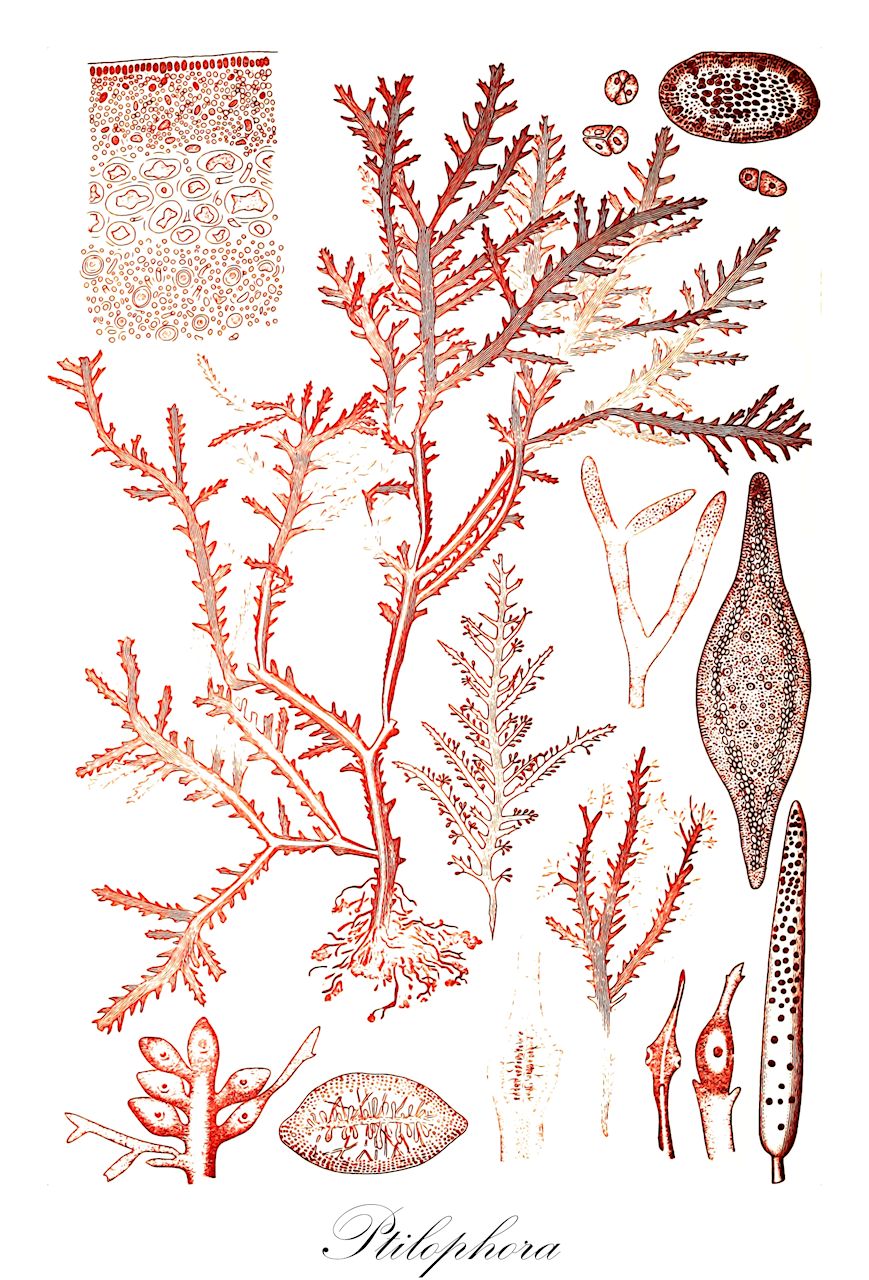 Ptilophora - Pylaisiaceae,Biota,Plantae,Rhodophyta,Eurhodophytina,Florideophyceae,Gelidiales,Gelidiaceae,Ptilophora,Beckerella