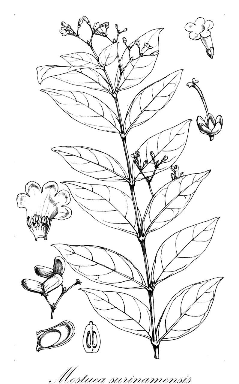 Mostuea surinamensis - Gelsemiaceae,Plantae,Pteridobiotina,Angiosperms,Gentianales,Gelsemiaceae,Mostuea,Mostuea surinamensis,Mostuea brasiliensis