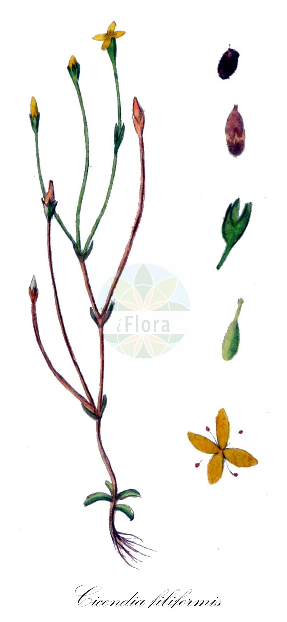 Historische Abbildung von Cicendia filiformis (Schmalblättriger Fadenenzian - Slender Cicendia). Das Bild zeigt Blatt, Bluete, Frucht und Same. ---- Historical Drawing of Cicendia filiformis (Schmalblättriger Fadenenzian - Slender Cicendia). The image is showing leaf, flower, fruit and seed.(Cicendia filiformis,Schmalblättriger Fadenenzian,Slender Cicendia,Cicendia filiformis,Exacum filiforme,Gentiana filiformis,Microcala filiformis,Schmalblaettriger Fadenenzian,Fadenenzian,Slender Cicendia,Guernsey Centaury,Yellow Centaury,Cicendia,Fadenenzian,Cicendia,Gentianaceae,Enziangewächse,Gentian family,Blatt,Bluete,Frucht,Same,leaf,flower,fruit,seed,Kops (1800-1934))