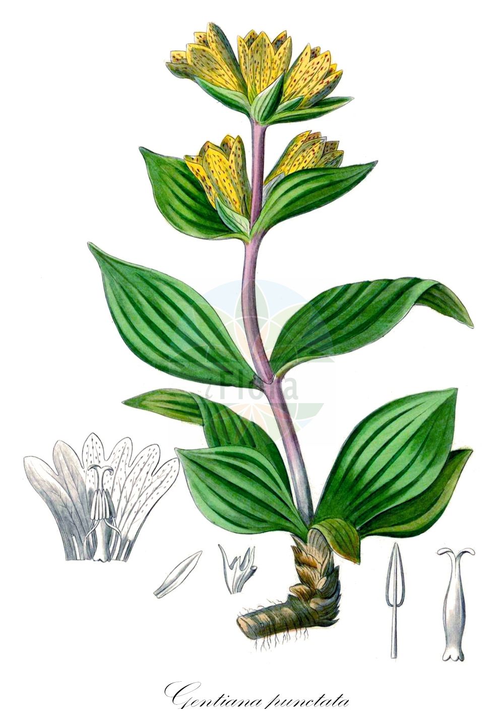 Historische Abbildung von Gentiana punctata (Tüpfel-Enzian - Spotted Gentian). Das Bild zeigt Blatt, Bluete, Frucht und Same. ---- Historical Drawing of Gentiana punctata (Tüpfel-Enzian - Spotted Gentian). The image is showing leaf, flower, fruit and seed.(Gentiana punctata,Tüpfel-Enzian,Spotted Gentian,Coilantha punctata,Gentiana punctata,Tuepfel-Enzian,Falscher Gelber Enzian,Spotted Gentian,Dotted-flowered Gentian,Gentiana,Enzian,Gentian,Gentianaceae,Enziangewächse,Gentian family,Blatt,Bluete,Frucht,Same,leaf,flower,fruit,seed,Kohl (1891-1895))