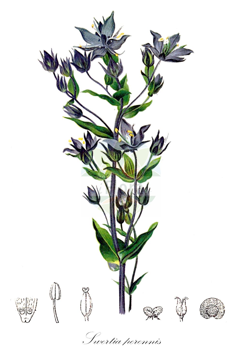 Historische Abbildung von Swertia perennis (Blauer Sumpfstern - Felwort). Das Bild zeigt Blatt, Bluete, Frucht und Same. ---- Historical Drawing of Swertia perennis (Blauer Sumpfstern - Felwort). The image is showing leaf, flower, fruit and seed.(Swertia perennis,Blauer Sumpfstern,Felwort,Swertia obtusa,Swertia perennis,Swertia punctata,Blauer Sumpfstern,Gebirgs-Blauer Sumpfstern,Gewoehnlicher Blauer Sumpfstern,Moorenzian,Sumpfenzian,Tarant,Felwort,Marsh Felwort,Star Swertia,Swertia,Sumpfstern,Felwort,Gentianaceae,Enziangewächse,Gentian family,Blatt,Bluete,Frucht,Same,leaf,flower,fruit,seed,Hartinger & von Dalla Torre (1806f))