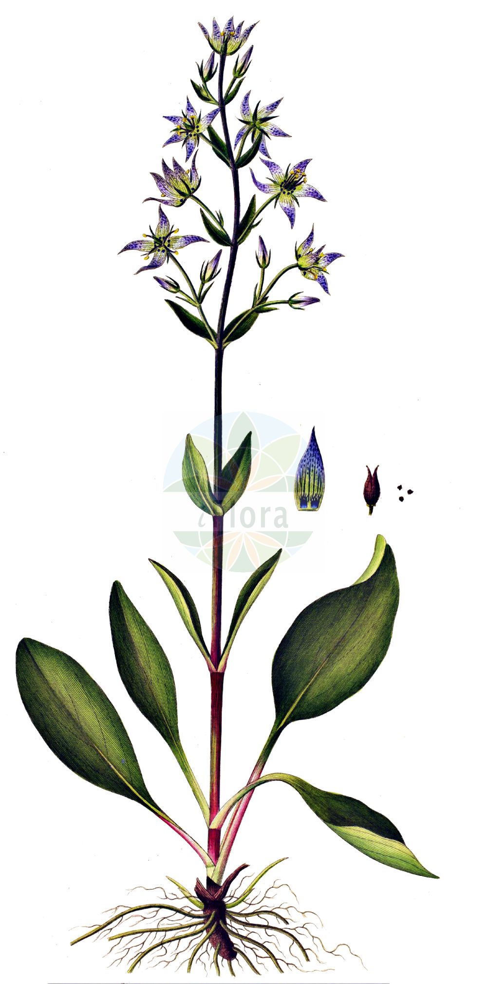 Historische Abbildung von Swertia perennis (Blauer Sumpfstern - Felwort). Das Bild zeigt Blatt, Bluete, Frucht und Same. ---- Historical Drawing of Swertia perennis (Blauer Sumpfstern - Felwort). The image is showing leaf, flower, fruit and seed.(Swertia perennis,Blauer Sumpfstern,Felwort,Swertia obtusa,Swertia perennis,Swertia punctata,Blauer Sumpfstern,Gebirgs-Blauer Sumpfstern,Gewoehnlicher Blauer Sumpfstern,Moorenzian,Sumpfenzian,Tarant,Felwort,Marsh Felwort,Star Swertia,Swertia,Sumpfstern,Felwort,Gentianaceae,Enziangewächse,Gentian family,Blatt,Bluete,Frucht,Same,leaf,flower,fruit,seed,Oeder (1761-1883))