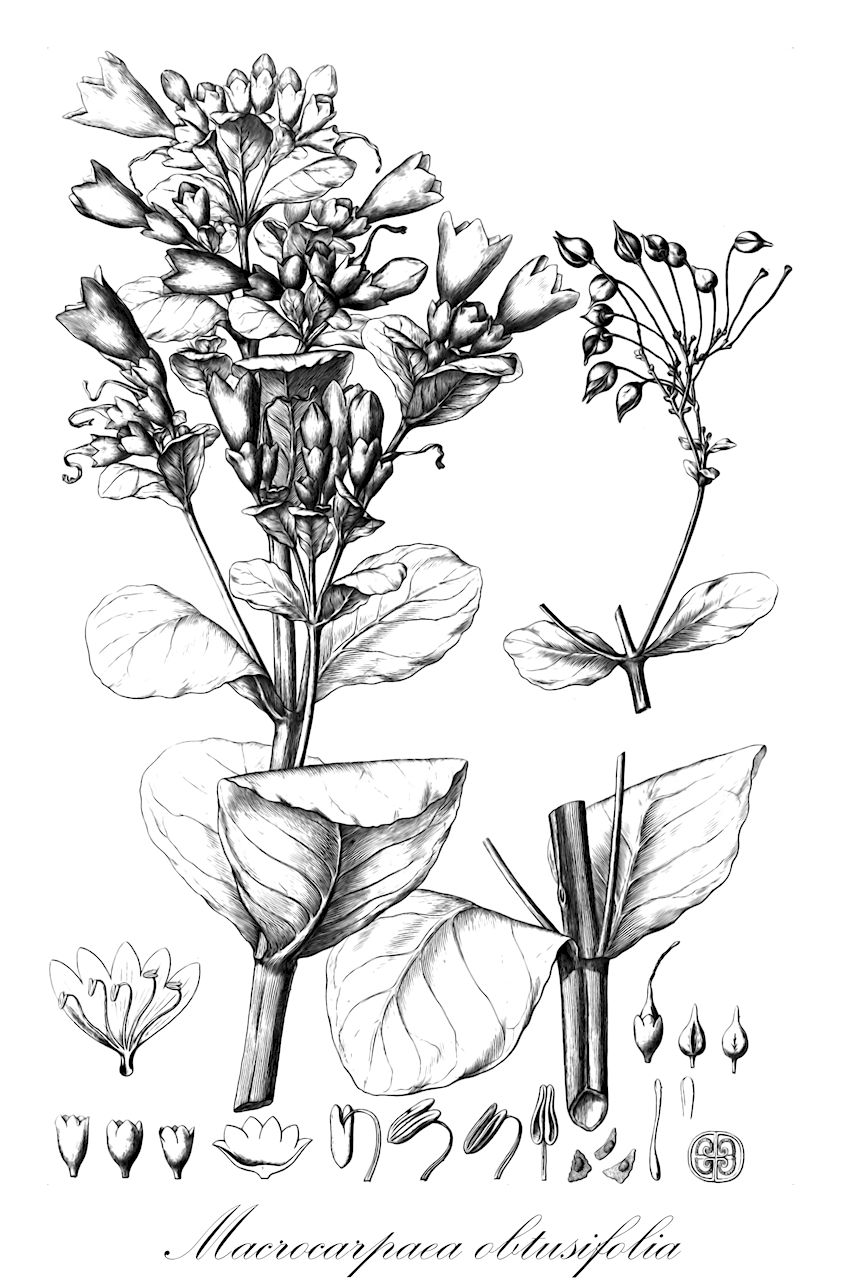 Macrocarpaea obtusifolia - Gentianaceae,Plantae,Pteridobiotina,Angiosperms,Gentianales,Gentianaceae,Macrocarpaea,Macrocarpaea obtusifolia,Helia obtusifolia, Lisianthius macrophyllus, Lisianthius obtusifolius