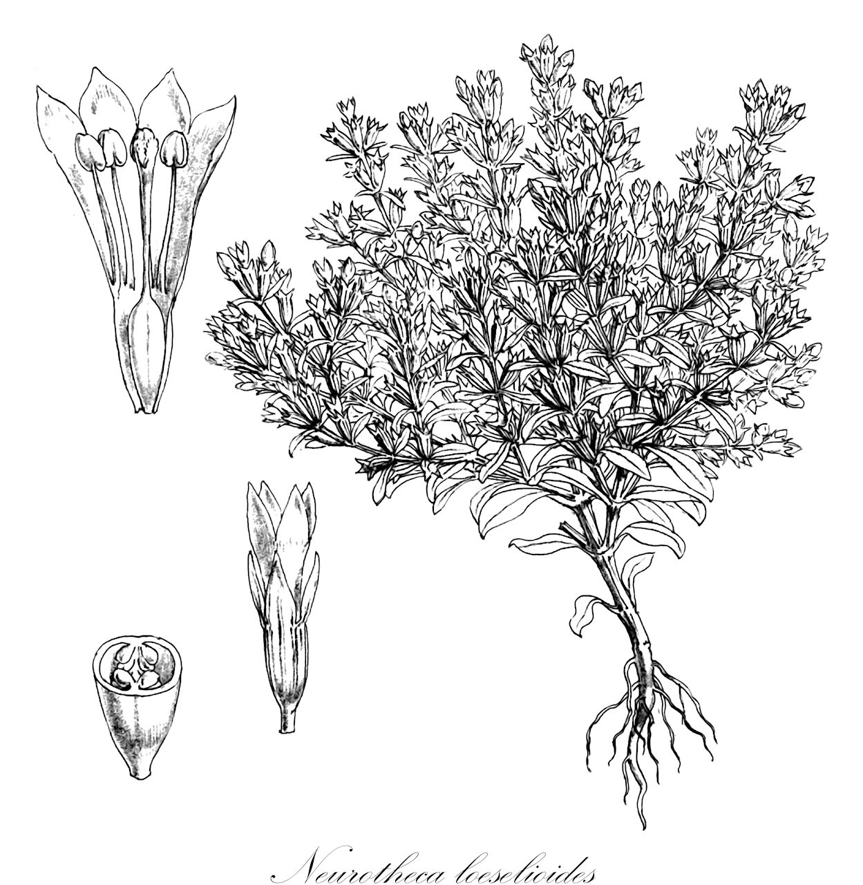 Neurotheca loeselioides - Gentianaceae,Plantae,Pteridobiotina,Angiosperms,Gentianales,Gentianaceae,Neurotheca,Neurotheca loeselioides,Octopleura loeselioides