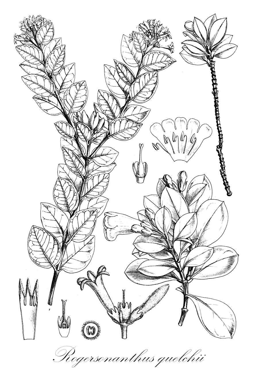 Rogersonanthus quelchii - Gentianaceae,Plantae,Pteridobiotina,Angiosperms,Gentianales,Gentianaceae,Rogersonanthus,Rogersonanthus quelchii,Irlbachia quelchii, Lisianthius quelchii, Macrocarpaea quelchii, Symbolanthus quelchii