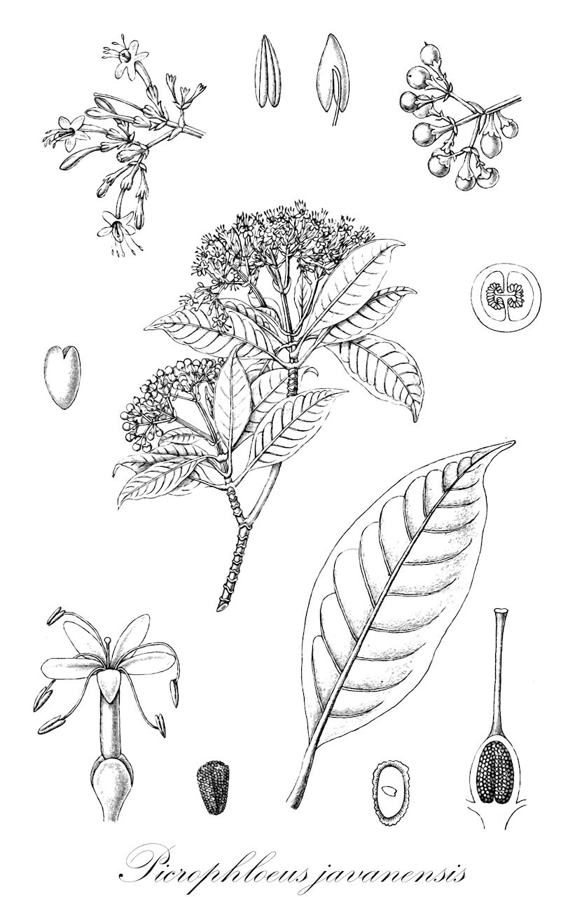 Picrophloeus javanensis - Gentianaceae,Plantae,Pteridobiotina,Angiosperms,Gentianales,Gentianaceae,Picrophloeus,Picrophloeus javanensis,Cyrtophyllum speciosum, Cyrtophyllum speciosum var. montanum, Fagraea aurantiodora, Fagraea elliptica, Fagraea javanensis, Fagraea kimangu, Fagraea picrophloea, Fagraea pseudoelliptica, Fagraea pusilliflora, Fagraea speciosa, Fagraea sumatrana, Fagraea valida