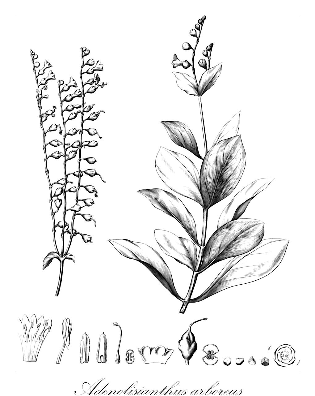 Adenolisianthus arboreus - Gentianaceae,Plantae,Pteridobiotina,Angiosperms,Gentianales,Gentianaceae,Adenolisianthus,Adenolisianthus arboreus,Adenolisianthus virgatus, Chelonanthus fruticosus, Helia arborea, Helia virgata, Irlbachia alata subsp. arborea, Lisianthius arboreus, Lisianthius virgatus