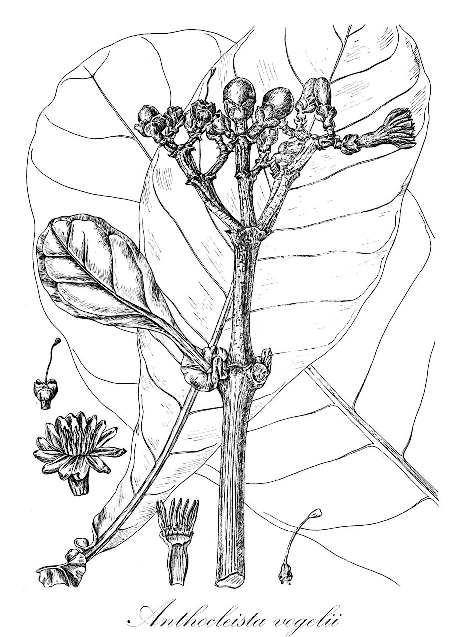 Anthocleista vogelii - Gentianaceae,Plantae,Pteridobiotina,Angiosperms,Gentianales,Gentianaceae,Anthocleista,Anthocleista vogelii,Anthocleista auriculata, Anthocleista bequaertii, Anthocleista buchneri, Anthocleista kalbreyeri, Anthocleista lanceolata, Anthocleista macrantha, Anthocleista talbotii, Anthocleista zenkeri