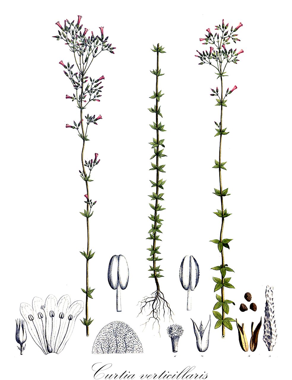 Curtia verticillaris - Gentianaceae,Plantae,Pteridobiotina,Angiosperms,Gentianales,Gentianaceae,Curtia,Curtia verticillaris,Curtia gentianoides, Hackelia stellata, Sabatia stricta, Sabatia verticillaris, Schuebleria stricta