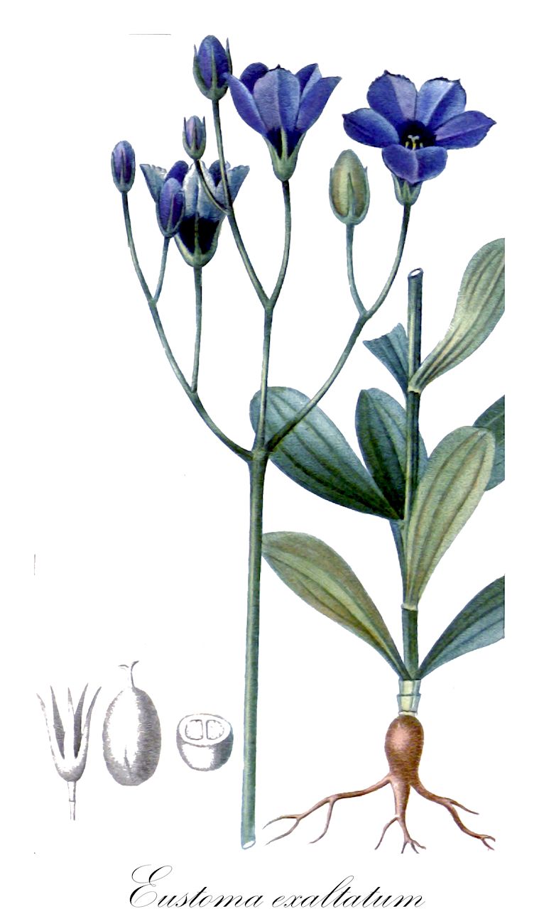 Eustoma exaltatum - Gentianaceae,Plantae,Pteridobiotina,Angiosperms,Gentianales,Gentianaceae,Eustoma,Eustoma exaltatum,Chlora exaltata, Gentiana exaltata, Pneumonanthe exaltata