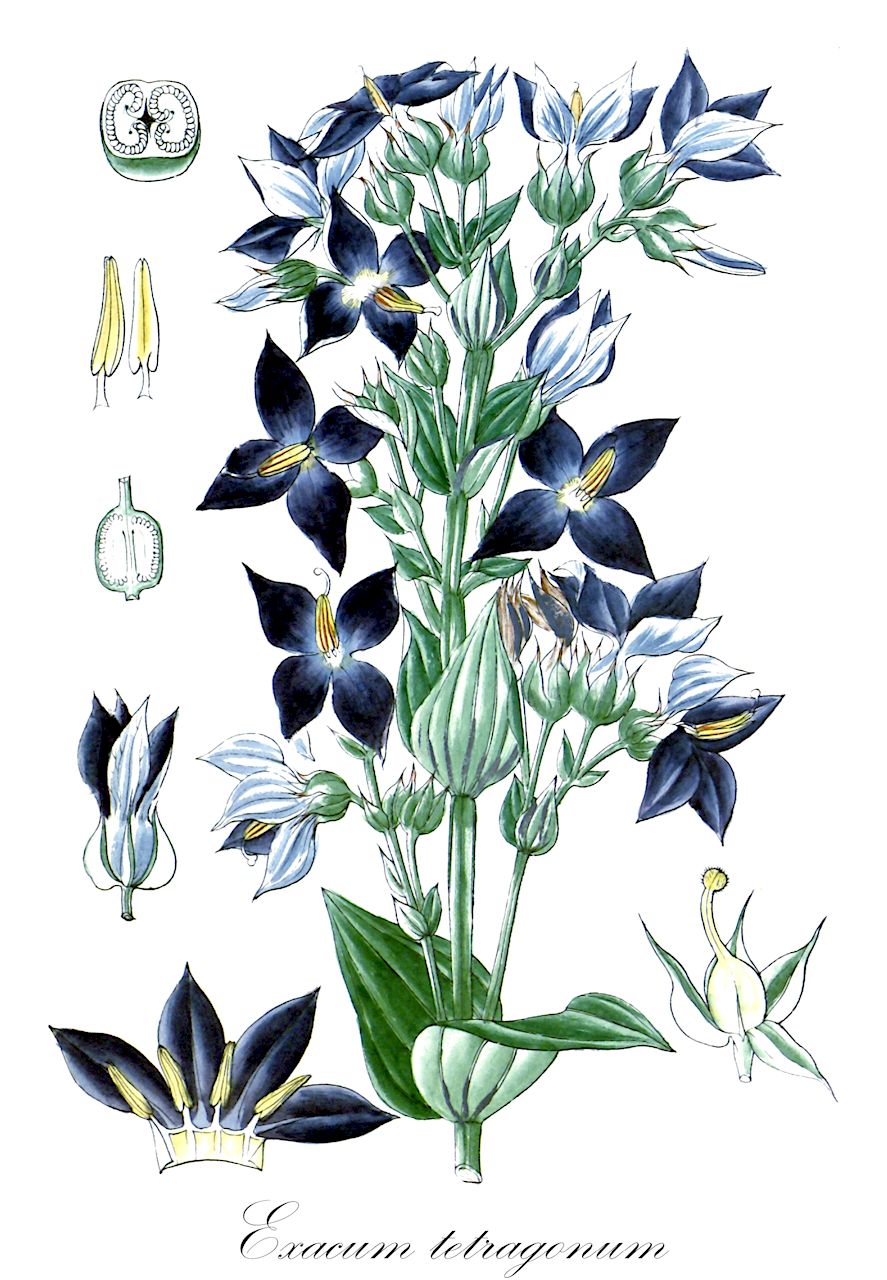 Exacum tetragonum - Gentianaceae,Plantae,Pteridobiotina,Angiosperms,Gentianales,Gentianaceae,Exacum,Exacum tetragonum