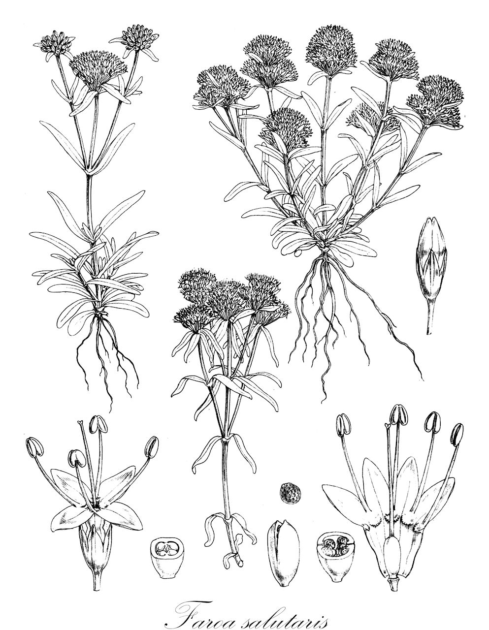 Faroa salutaris - Gentianaceae,Plantae,Pteridobiotina,Angiosperms,Gentianales,Gentianaceae,Faroa,Faroa salutaris,Faroa boehmii, Faroa nyasica