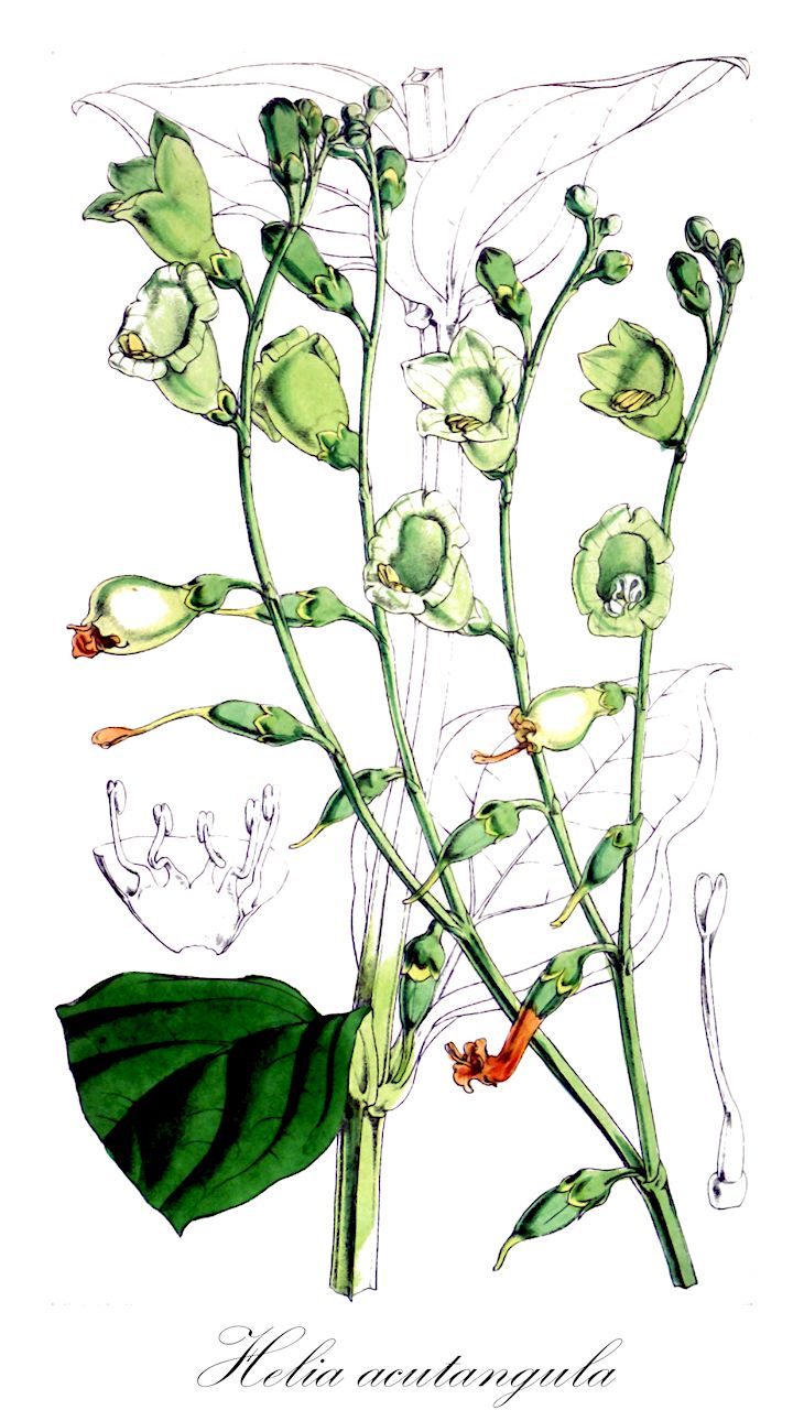 Helia acutangula - Gentianaceae,Plantae,Pteridobiotina,Angiosperms,Gentianales,Gentianaceae,Helia,Helia acutangula,Chelonanthus acutangulus, Lisianthius acutangulus