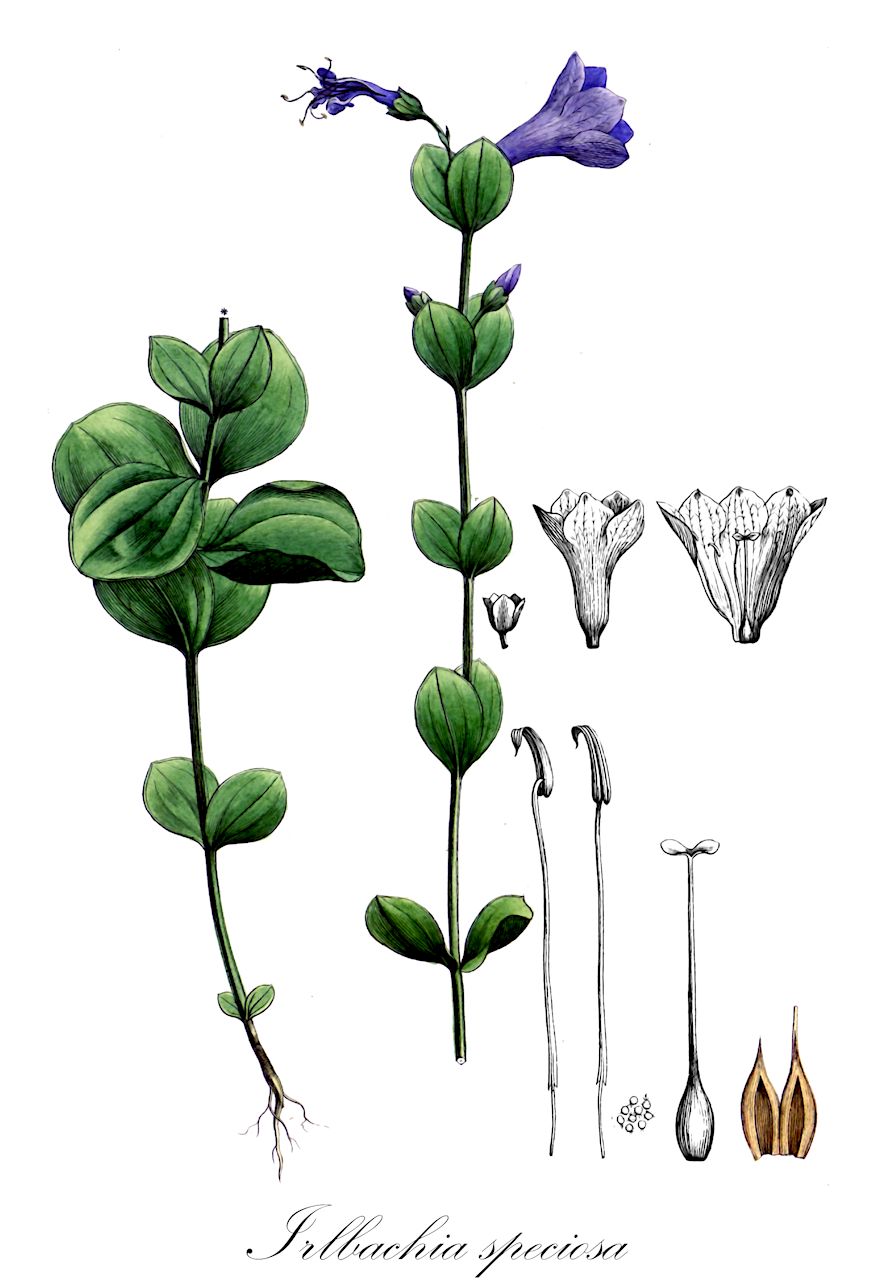 Irlbachia speciosa - Gentianaceae,Plantae,Pteridobiotina,Angiosperms,Gentianales,Gentianaceae,Irlbachia,Irlbachia speciosa,Calolisianthus speciosus, Lisianthius alpestris, Lisianthius inflatus, Lisianthius speciosus