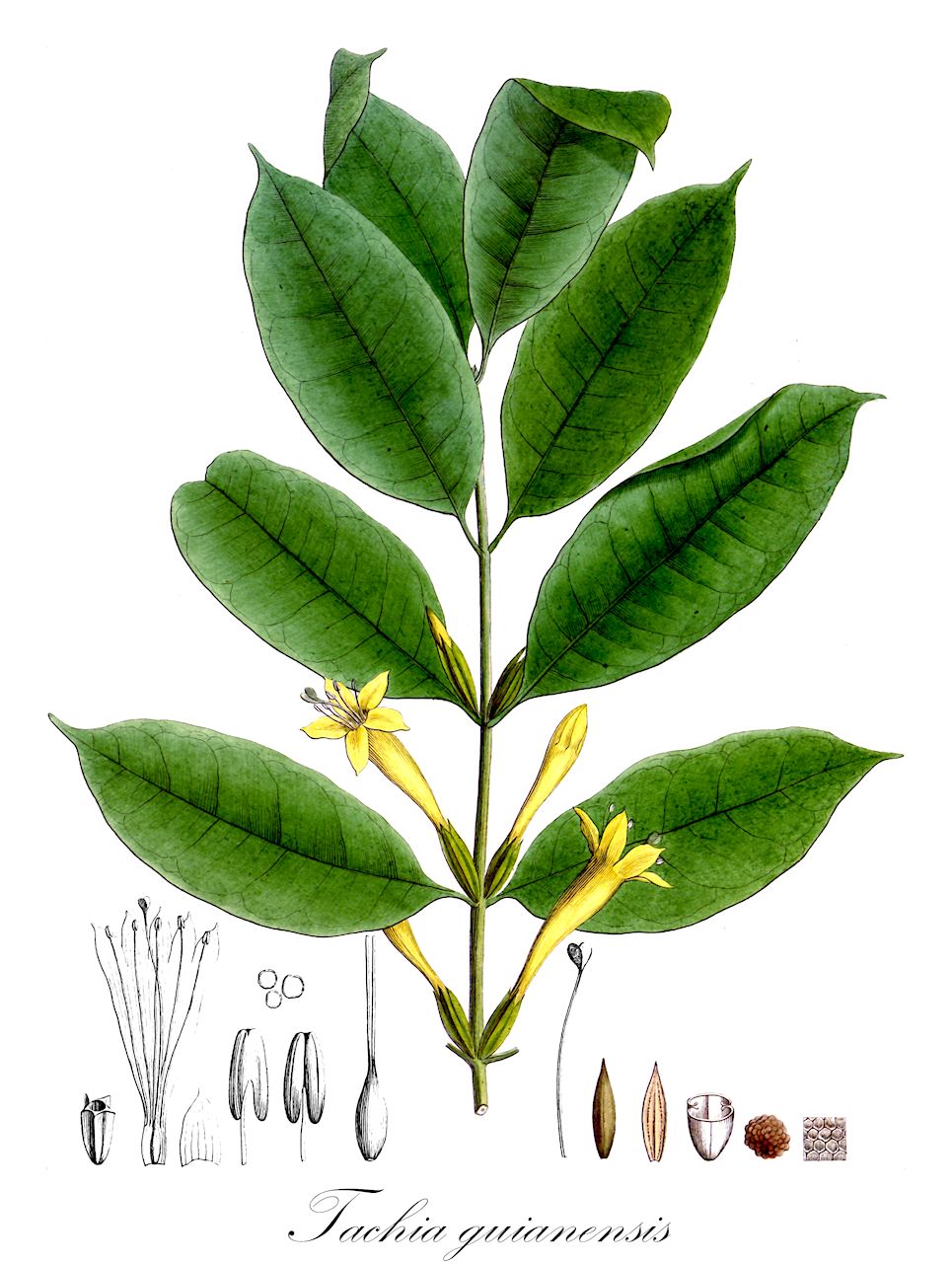 Tachia guianensis - Gentianaceae,Plantae,Pteridobiotina,Angiosperms,Gentianales,Gentianaceae,Tachia,Tachia guianensis,Myrmecia scandens, Myrmecia tachia