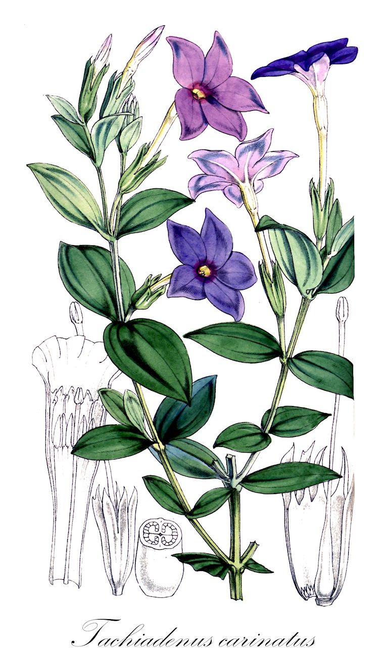 Tachiadenus carinatus - Gentianaceae,Plantae,Pteridobiotina,Angiosperms,Gentianales,Gentianaceae,Tachiadenus,Tachiadenus carinatus,Lisianthius carinatus