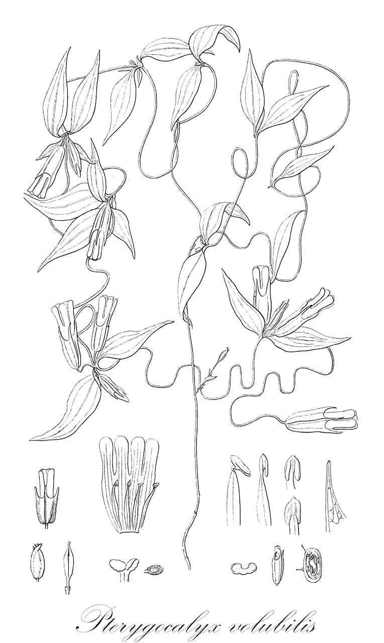 Pterygocalyx volubilis - Gentianaceae,Plantae,Pteridobiotina,Angiosperms,Gentianales,Gentianaceae,Pterygocalyx,Pterygocalyx volubilis,Crawfurdia pterygocalyx, Crawfurdia volubilis, Gentianella volubilis