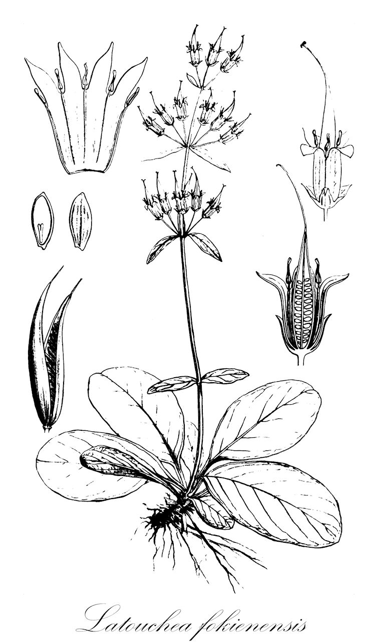 Latouchea fokienensis - Gentianaceae,Plantae,Pteridobiotina,Angiosperms,Gentianales,Gentianaceae,Latouchea,Latouchea fokienensis