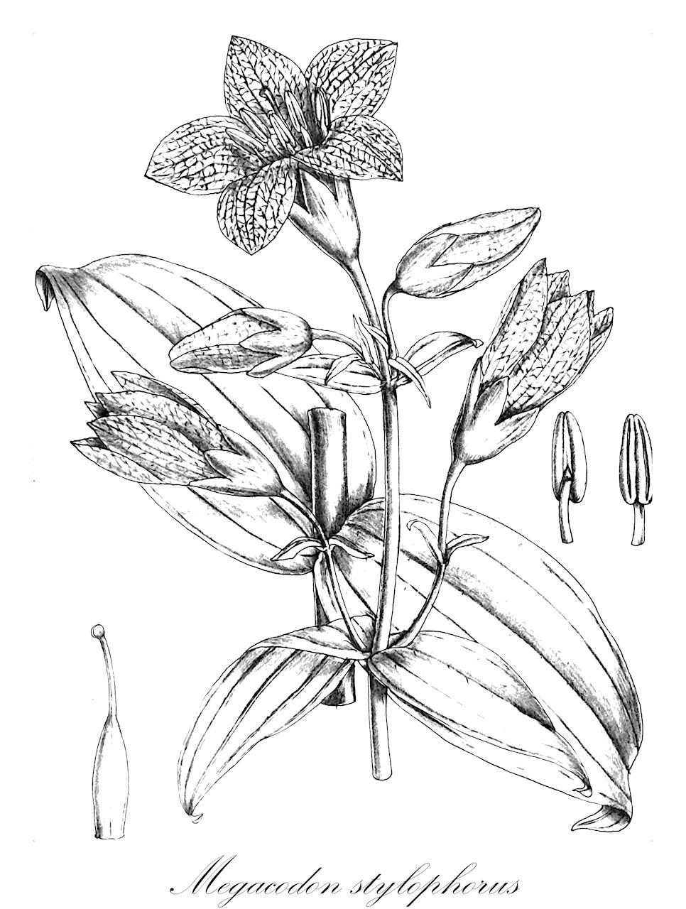 Megacodon stylophorus - Gentianaceae,Plantae,Pteridobiotina,Angiosperms,Gentianales,Gentianaceae,Megacodon,Megacodon stylophorus,Gentiana stylophora, Gentiana stylophora subsp. yunnanensis