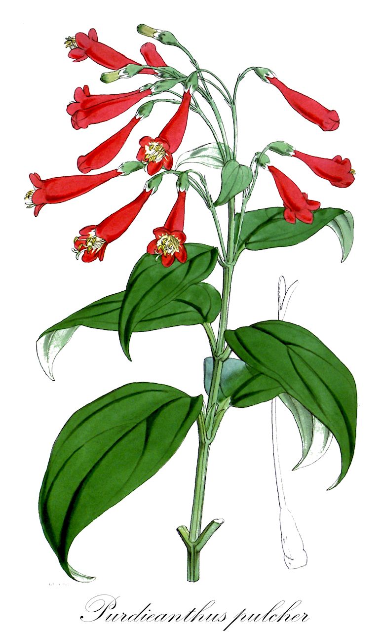 Purdieanthus pulcher - Gentianaceae,Plantae,Pteridobiotina,Angiosperms,Gentianales,Gentianaceae,Purdieanthus,Purdieanthus pulcher,Helia pulchra, Lehmanniella pulchra, Lisianthius pulcher