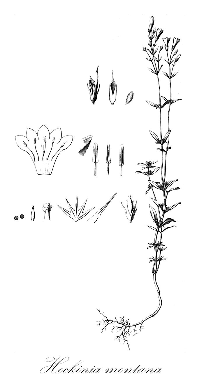 Hockinia montana - Gentianaceae,Plantae,Pteridobiotina,Angiosperms,Gentianales,Gentianaceae,Hockinia,Hockinia montana,Anacolus gardneri