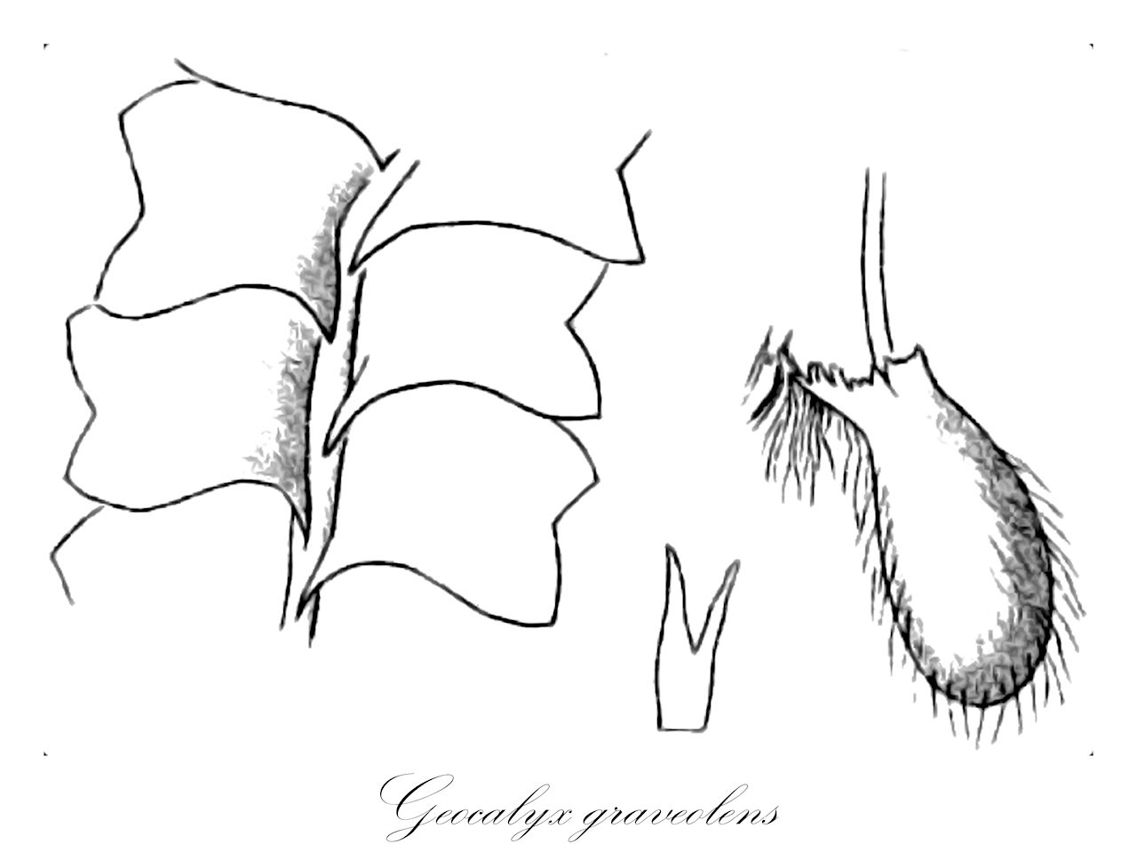 Geocalyx graveolens - Geocalycaceae,Plantae,Bryobiotina,Marchantiophyta,Jungermanniopsida,Jungermanniidae,Jungermanniales,Geocalycaceae,Geocalyx,Geocalyx graveolens,Calypogia graveolens, Geocalyx graveolens f. attenuatus, Geocalyx graveolens f. erosus, Geocalyx graveolens f. laxior, Jungermannia graveolens, Saccogyna graveolens