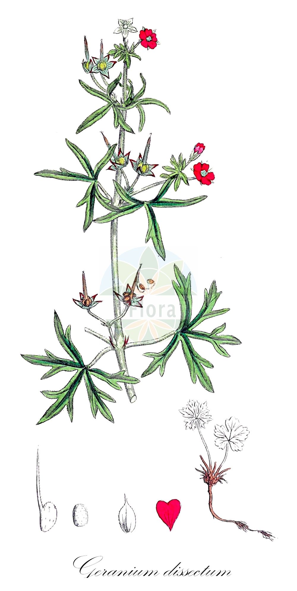 Historische Abbildung von Geranium dissectum (Schlitzblättriger Storchschnabel - Cut-leaved Crane's-Bill). Das Bild zeigt Blatt, Bluete, Frucht und Same. ---- Historical Drawing of Geranium dissectum (Schlitzblättriger Storchschnabel - Cut-leaved Crane's-Bill). The image is showing leaf, flower, fruit and seed.(Geranium dissectum,Schlitzblättriger Storchschnabel,Cut-leaved Crane's-Bill,Geranium angustifolium,Geranium baumgartenianum,Geranium dissectum,Geranium furcatum,Geranium pusillum,Schlitzblaettriger Storchschnabel,Cut-leaved Crane's-Bill,Cut-leaf Geranium,Geranium,Storchschnabel,Crane's-bill,Geraniaceae,Storchschnabelgewächse,Geranium family,Blatt,Bluete,Frucht,Same,leaf,flower,fruit,seed,Sowerby (1790-1813))