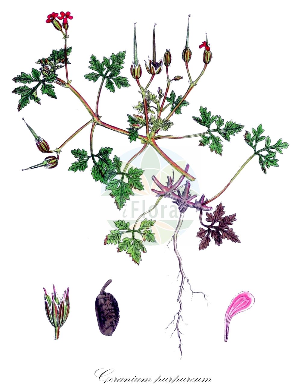 Historische Abbildung von Geranium purpureum (Purpur-Storchschnabel - Little-Robin). Das Bild zeigt Blatt, Bluete, Frucht und Same. ---- Historical Drawing of Geranium purpureum (Purpur-Storchschnabel - Little-Robin). The image is showing leaf, flower, fruit and seed.(Geranium purpureum,Purpur-Storchschnabel,Little-Robin,Geranium elamellatum,Geranium intricatum,Geranium mediterraneum,Geranium minutiflorum,Geranium modestum,Geranium purpureum,Geranium villarsianum,Purpur-Storchschnabel,Purpurner Stink-Storchschnabel,Little-Robin,Little-robin Crane's-Bill,Geranium,Storchschnabel,Crane's-bill,Geraniaceae,Storchschnabelgewächse,Geranium family,Blatt,Bluete,Frucht,Same,leaf,flower,fruit,seed,Sowerby (1790-1813))