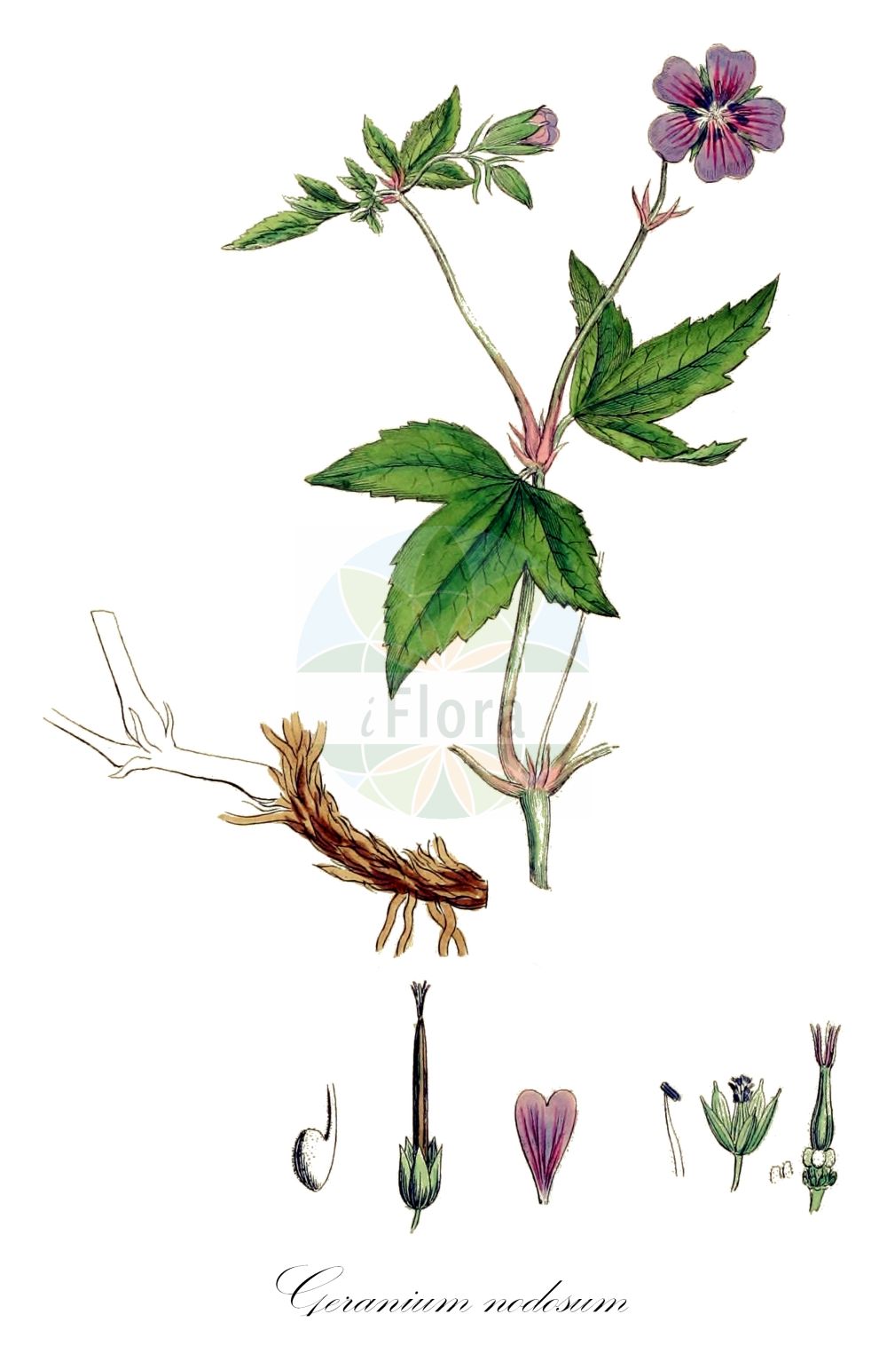 Historische Abbildung von Geranium nodosum (Knotted Crane's-bill). Das Bild zeigt Blatt, Bluete, Frucht und Same. ---- Historical Drawing of Geranium nodosum (Knotted Crane's-bill). The image is showing leaf, flower, fruit and seed.(Geranium nodosum,Knotted Crane's-bill,Geranium eugeniae,Geranium freyeri,Geranium nodosum,Geranium nodosum subsp. eugeniae,Geranium,Storchschnabel,Crane's-bill,Geraniaceae,Storchschnabelgewächse,Geranium family,Blatt,Bluete,Frucht,Same,leaf,flower,fruit,seed,Sowerby (1790-1813))